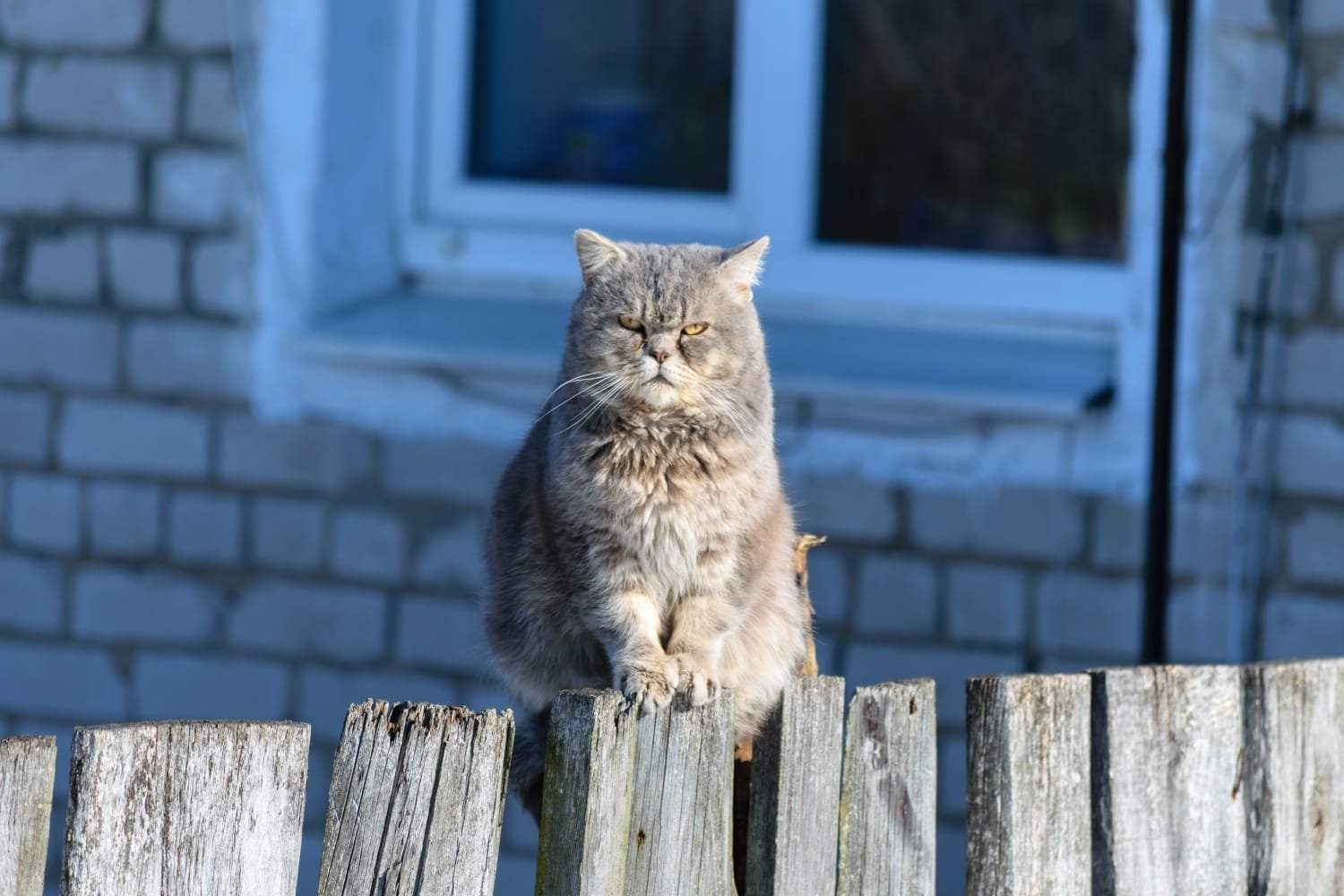 grumpy face cat breeds