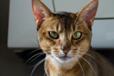 LARGEST DOMESTIC CAT BREEDS