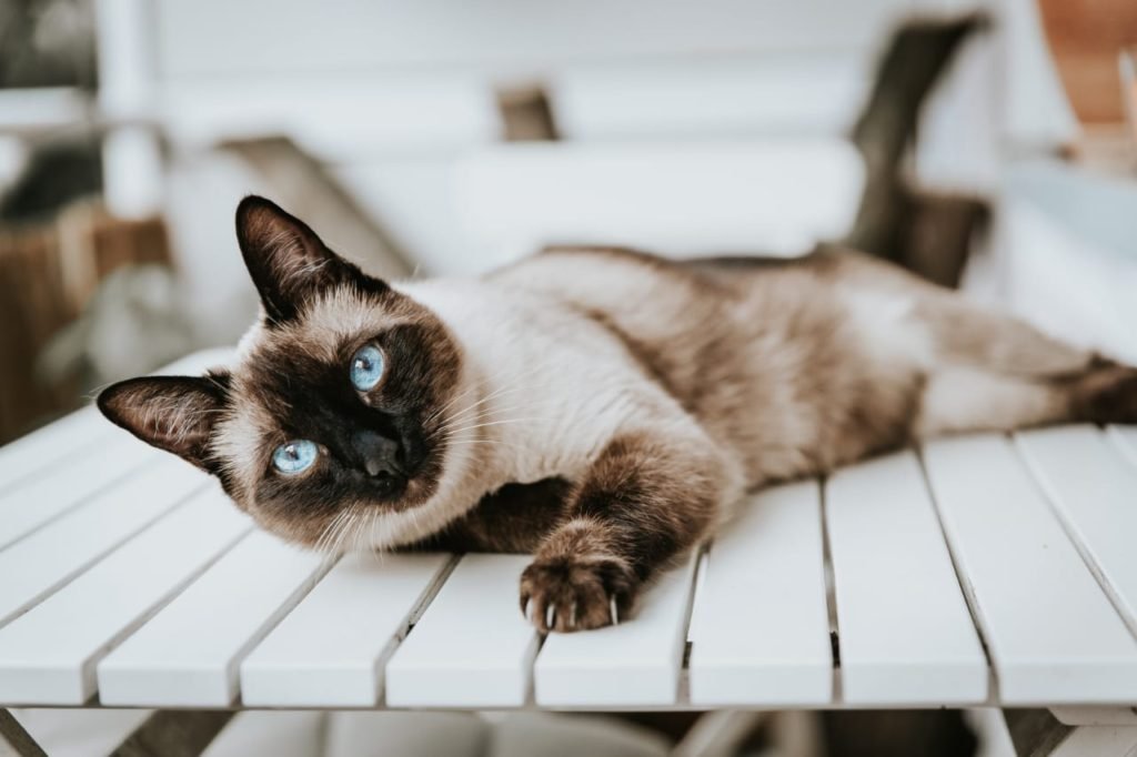grumpy cat breeds