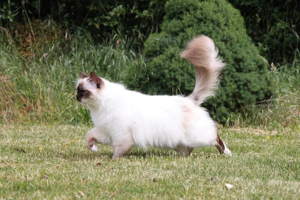 long hair cat breeds