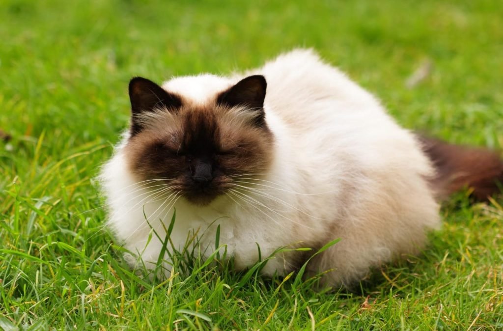 grumpy face cat