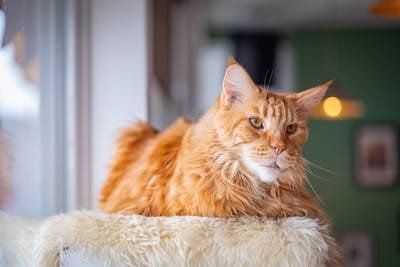 5 most common cat breeds and best mouser cats