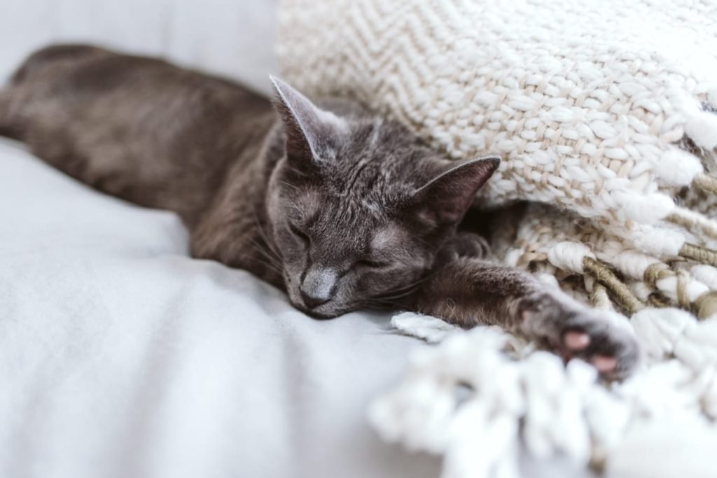 how rare are brown cats