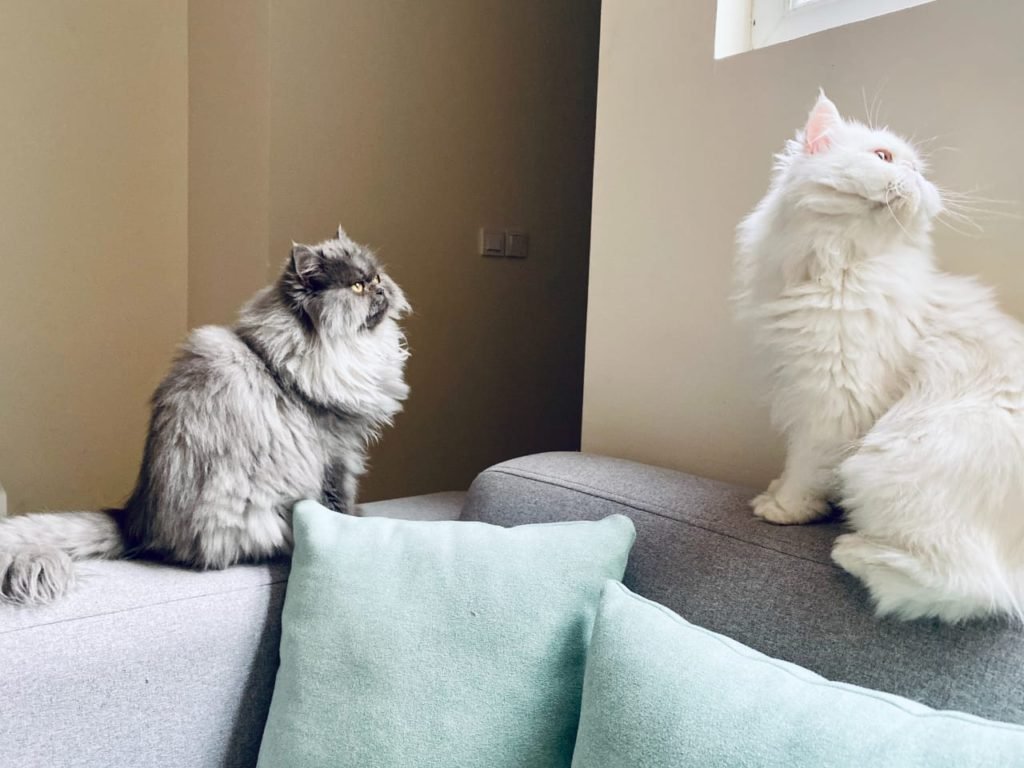 Do Cats Change with Age