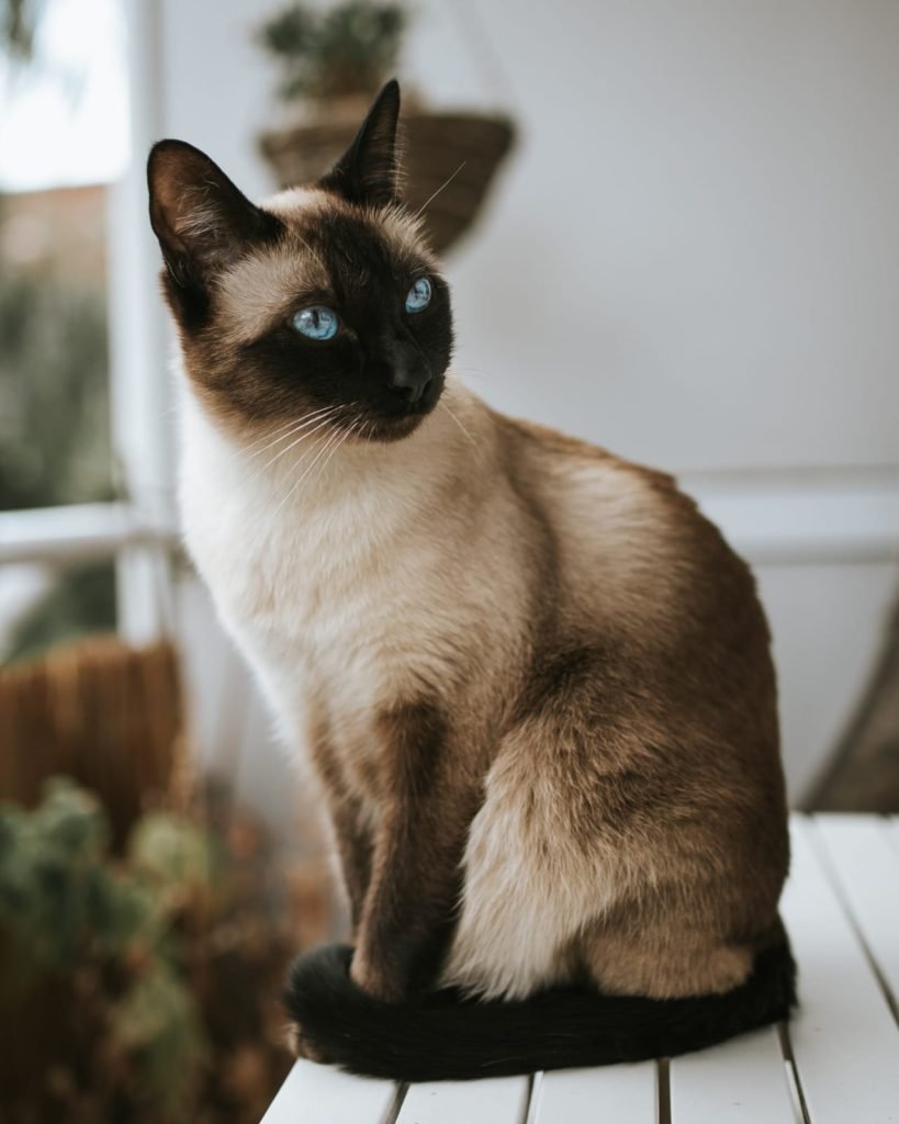 What 's the most common cat breed