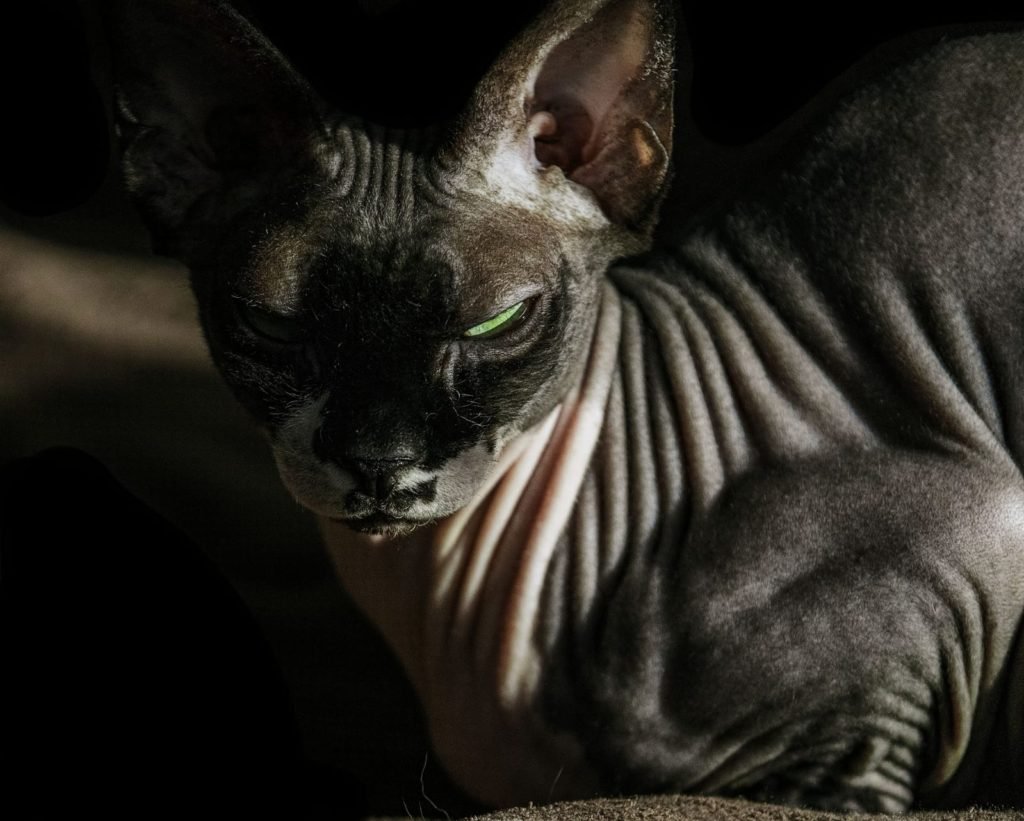 friendly cat breeds