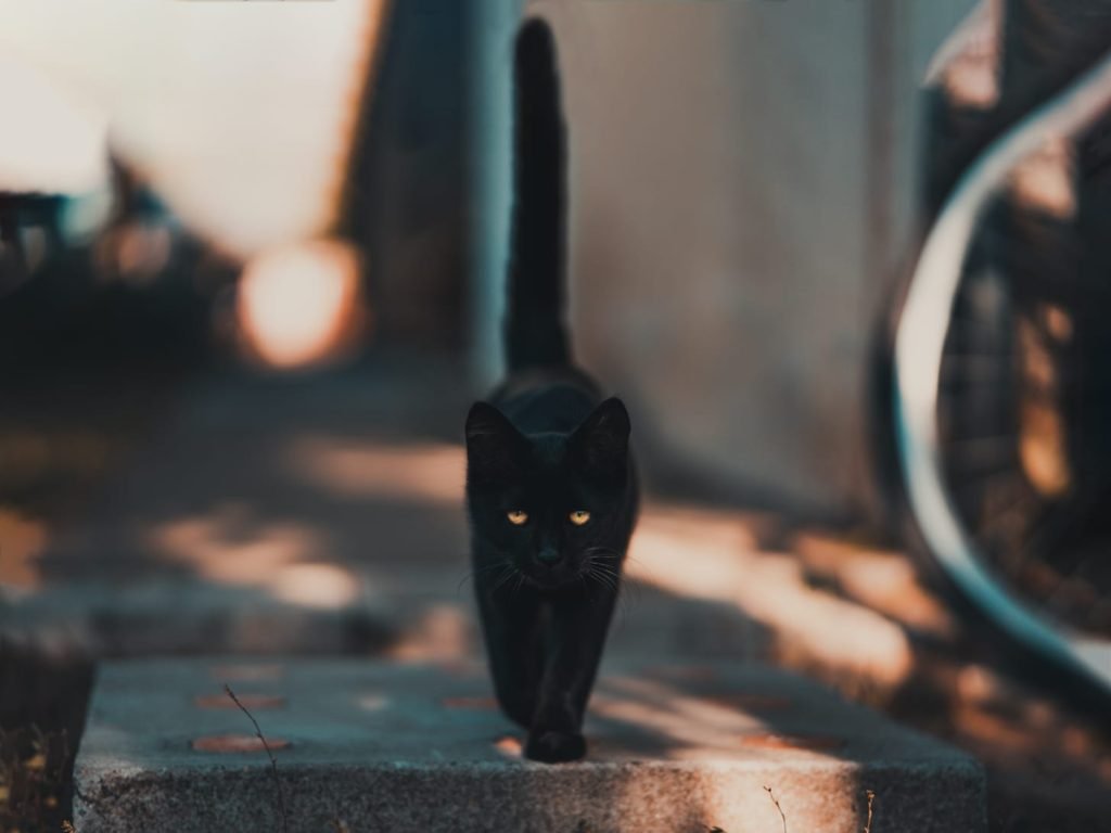 Are cats nocturnal