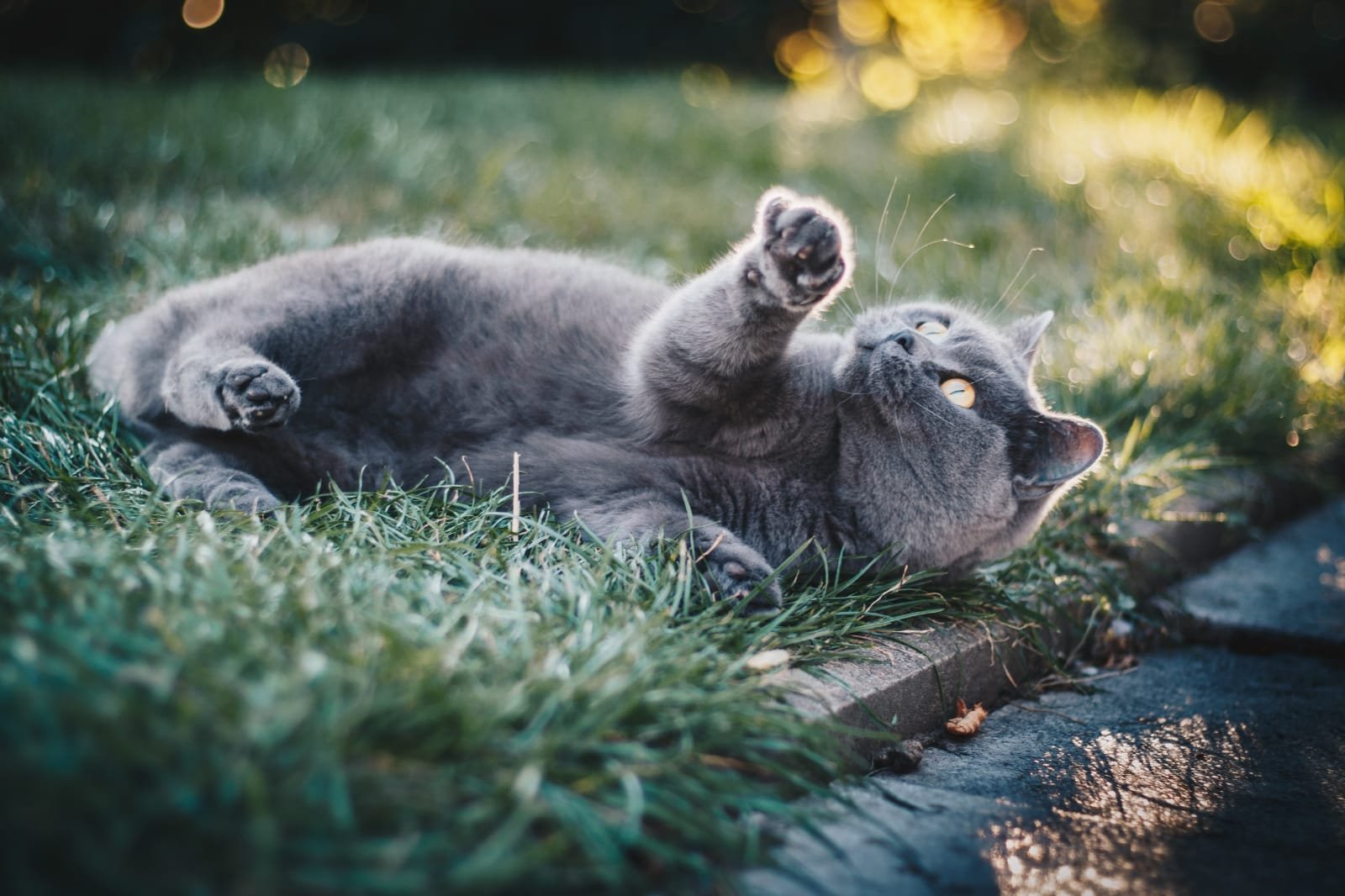5 Gorgeous Grey Cat breeds