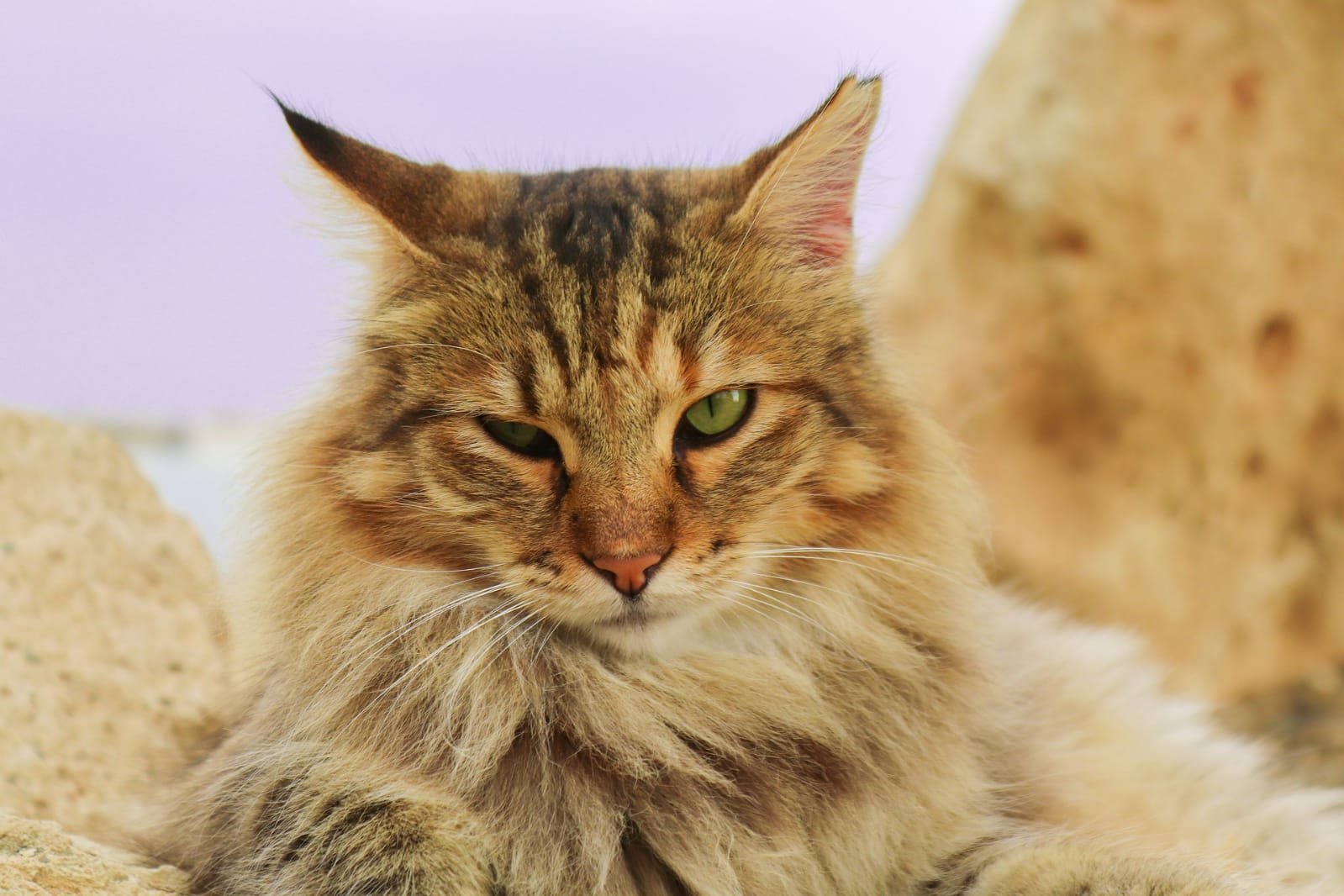 top 6 long hair cat breeds