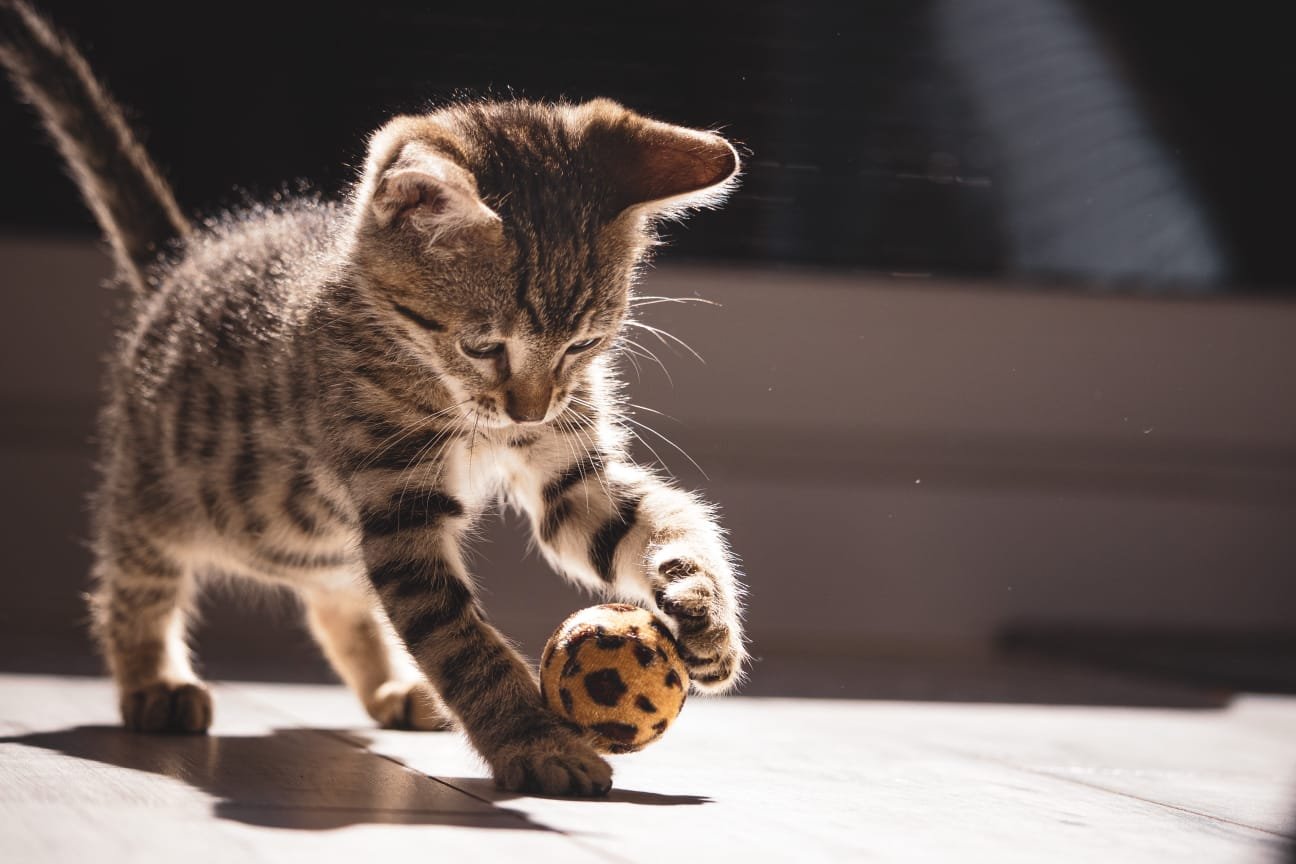 smallest cat breed in the world