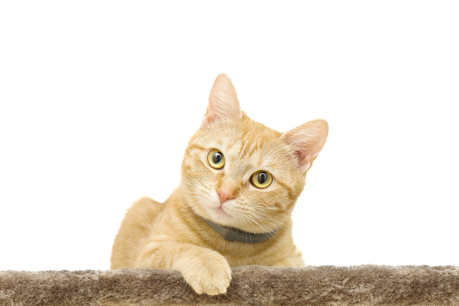 how cats have 9 lives