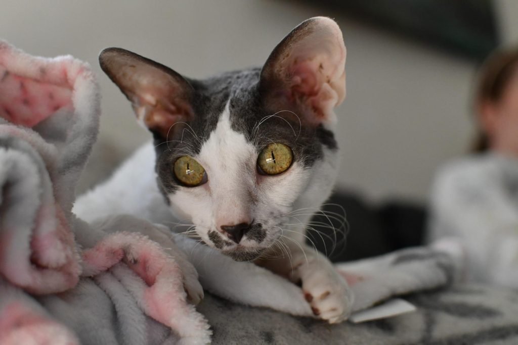 cat breeds with long noses