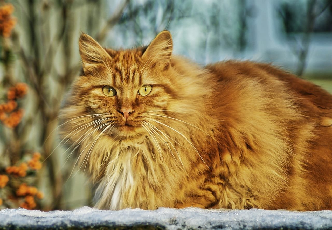 long hair cat breed