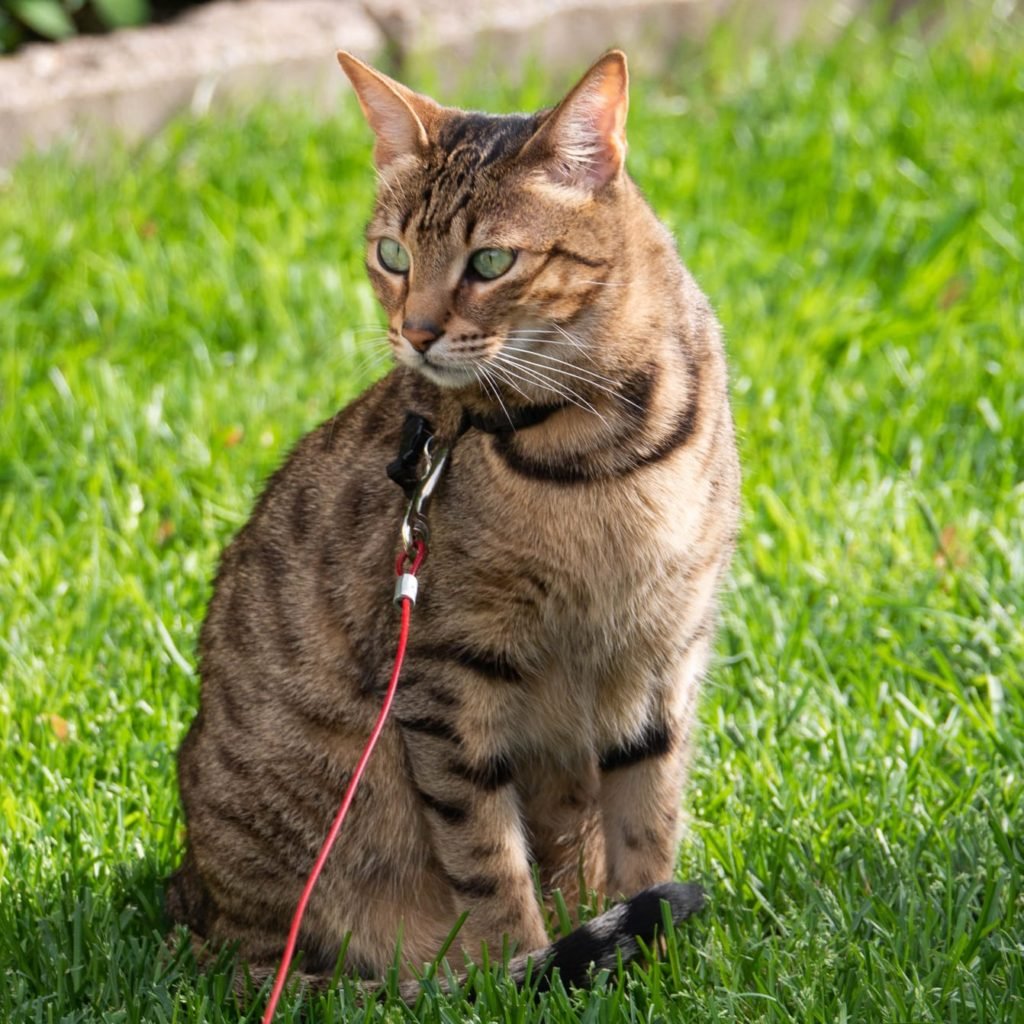 rare cat breeds
