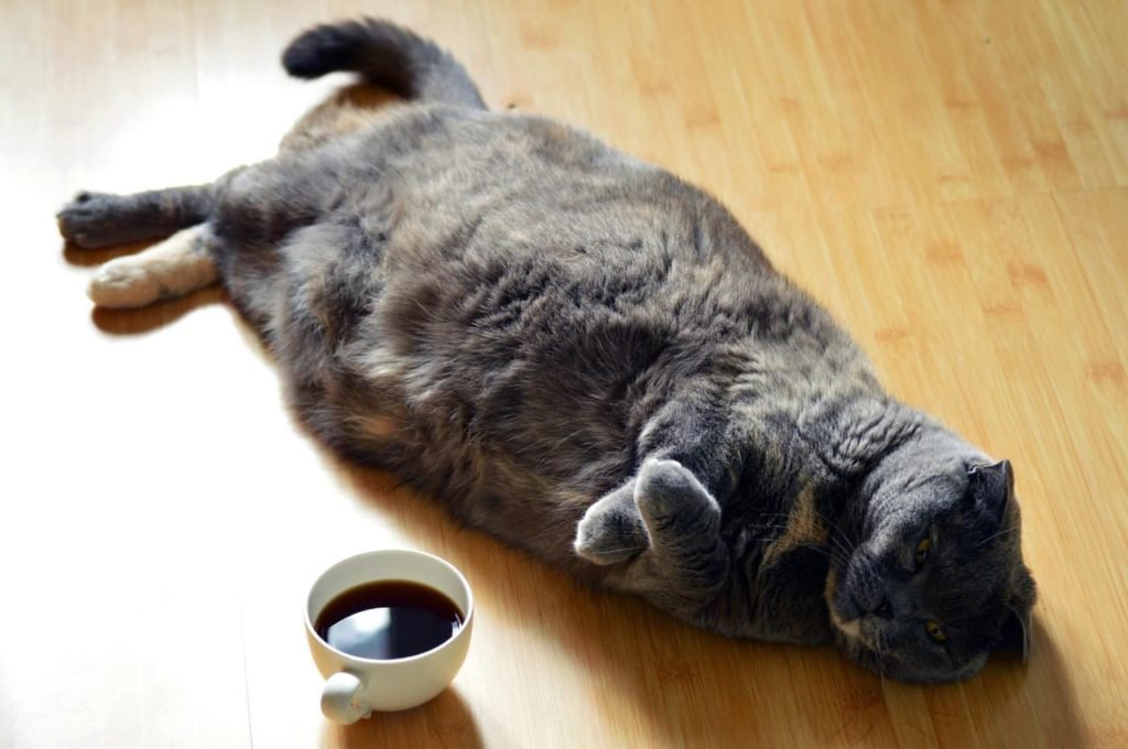 black scottish fold