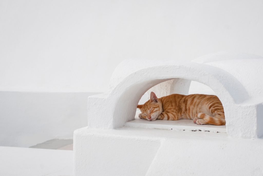 cat alone sleeping