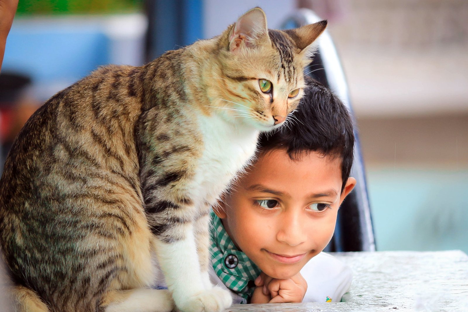 cat with boy