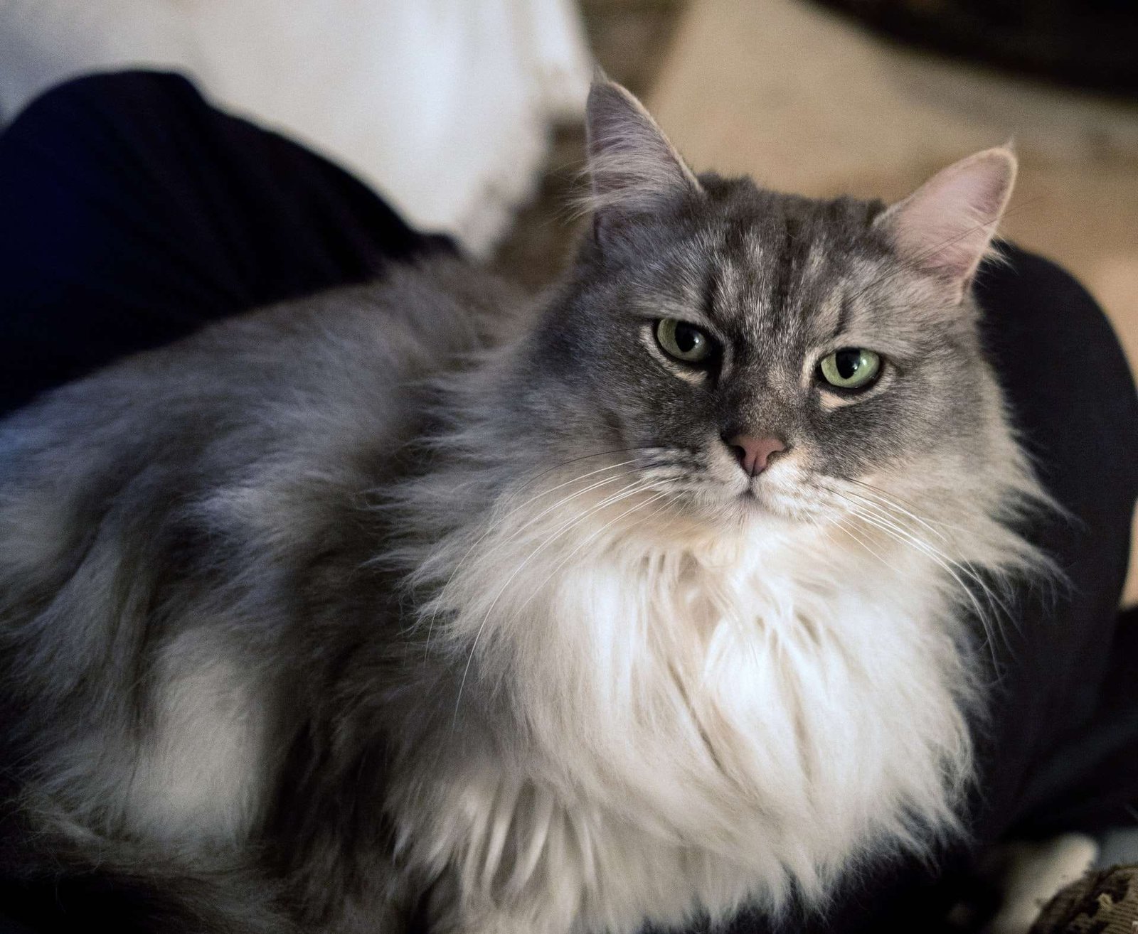 big fluffy cat breed