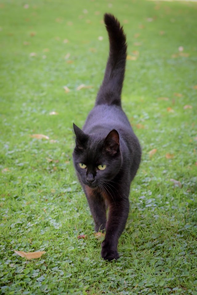 Why Do Cats Walk With Their Tails Up?