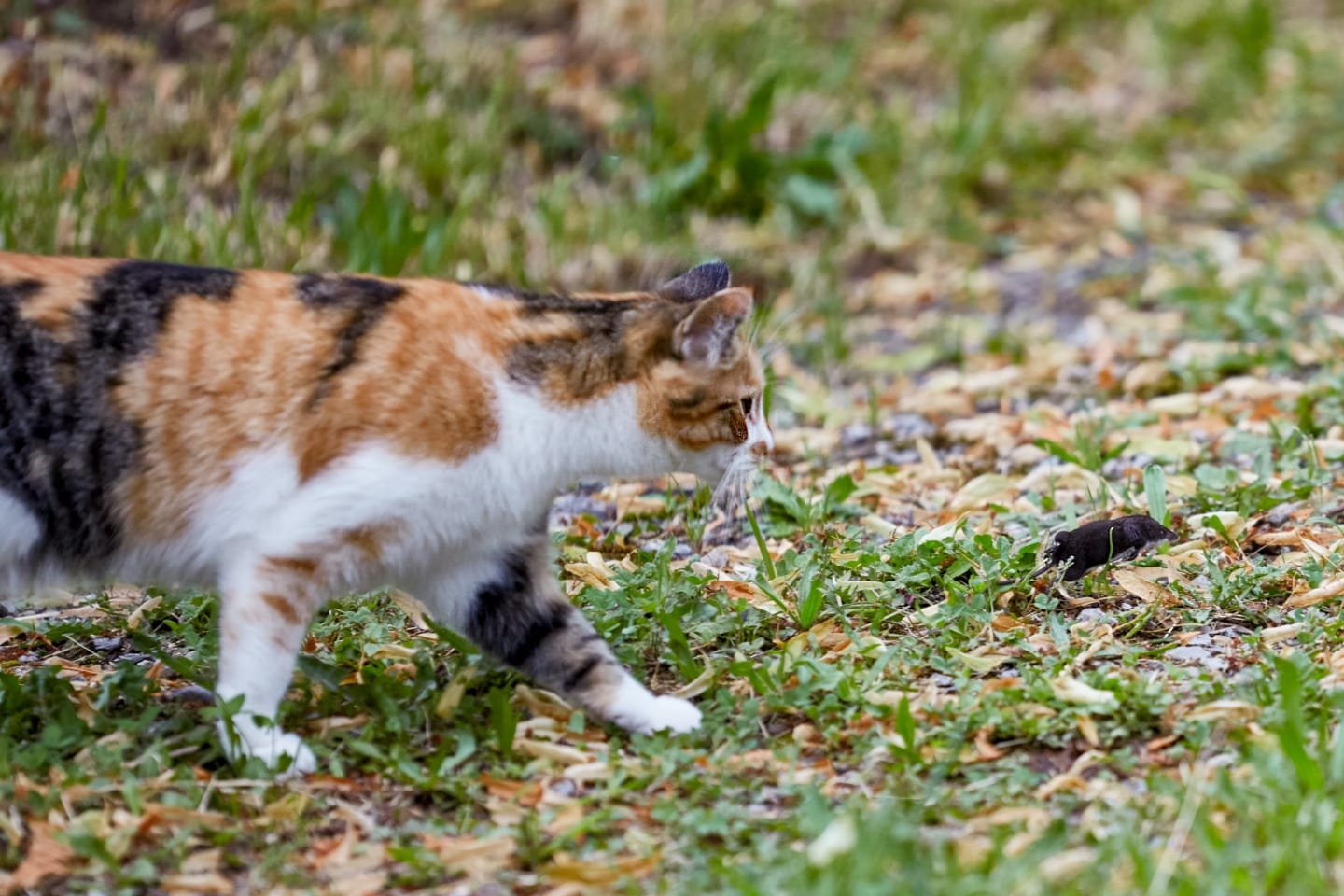 best cat mousers