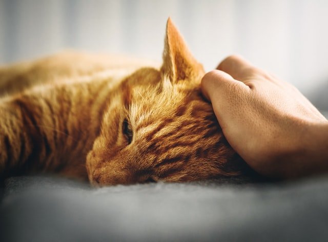 cats having emotions
