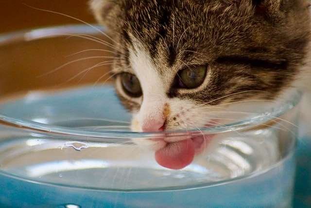 cat water needs