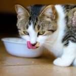 when do kittens start eating food and drinking water?