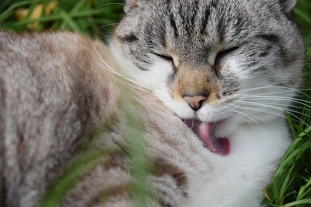cat overgrooming problem