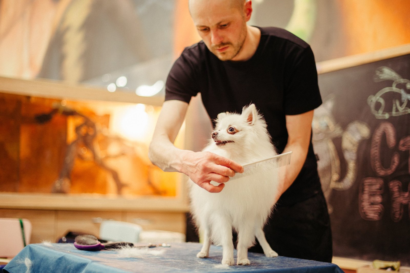 how long cat fur grow back