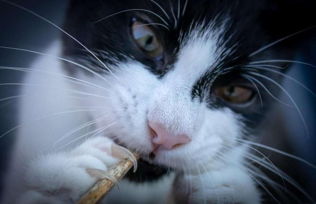 Do cats need their nails trimmed?