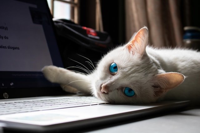 cat on keyboard