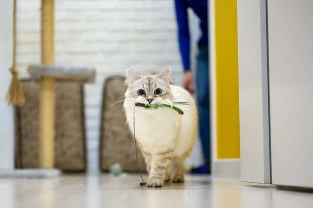 playing time for cats