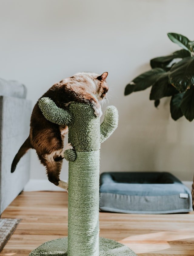 cat plaging and enjoying