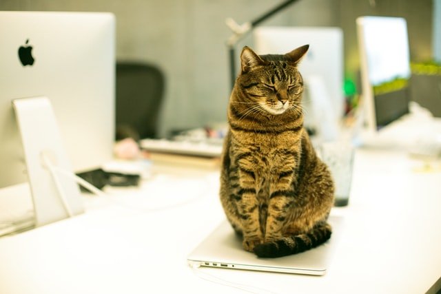 why do cat sit on laptop