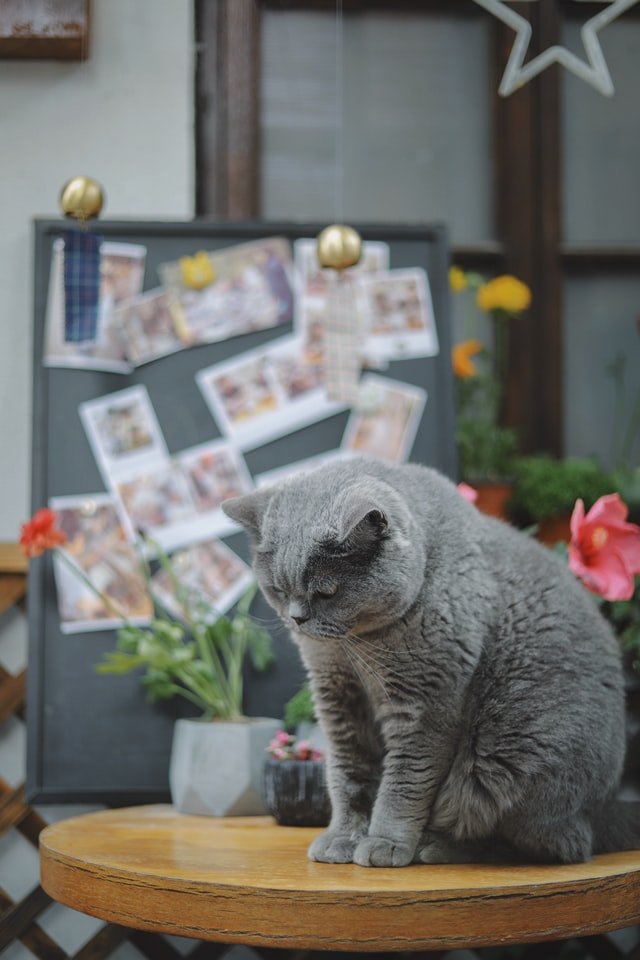 Do Cats Cry When They Are Sad?