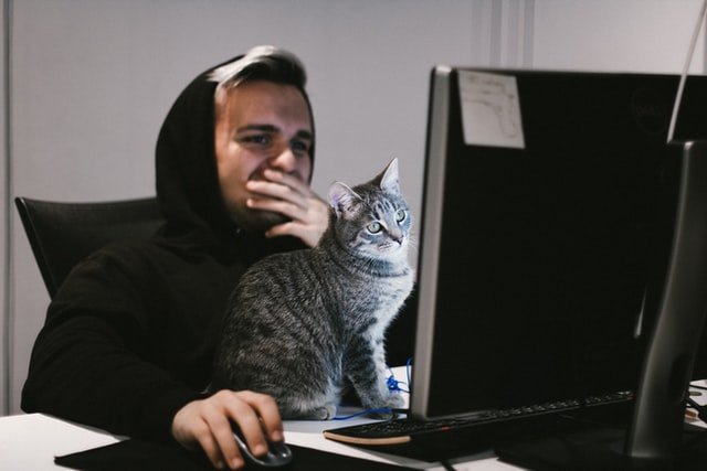 Why do cats always sit on laptop?