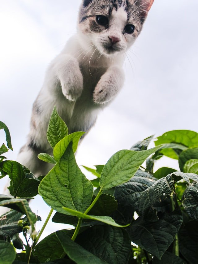why cat jump high