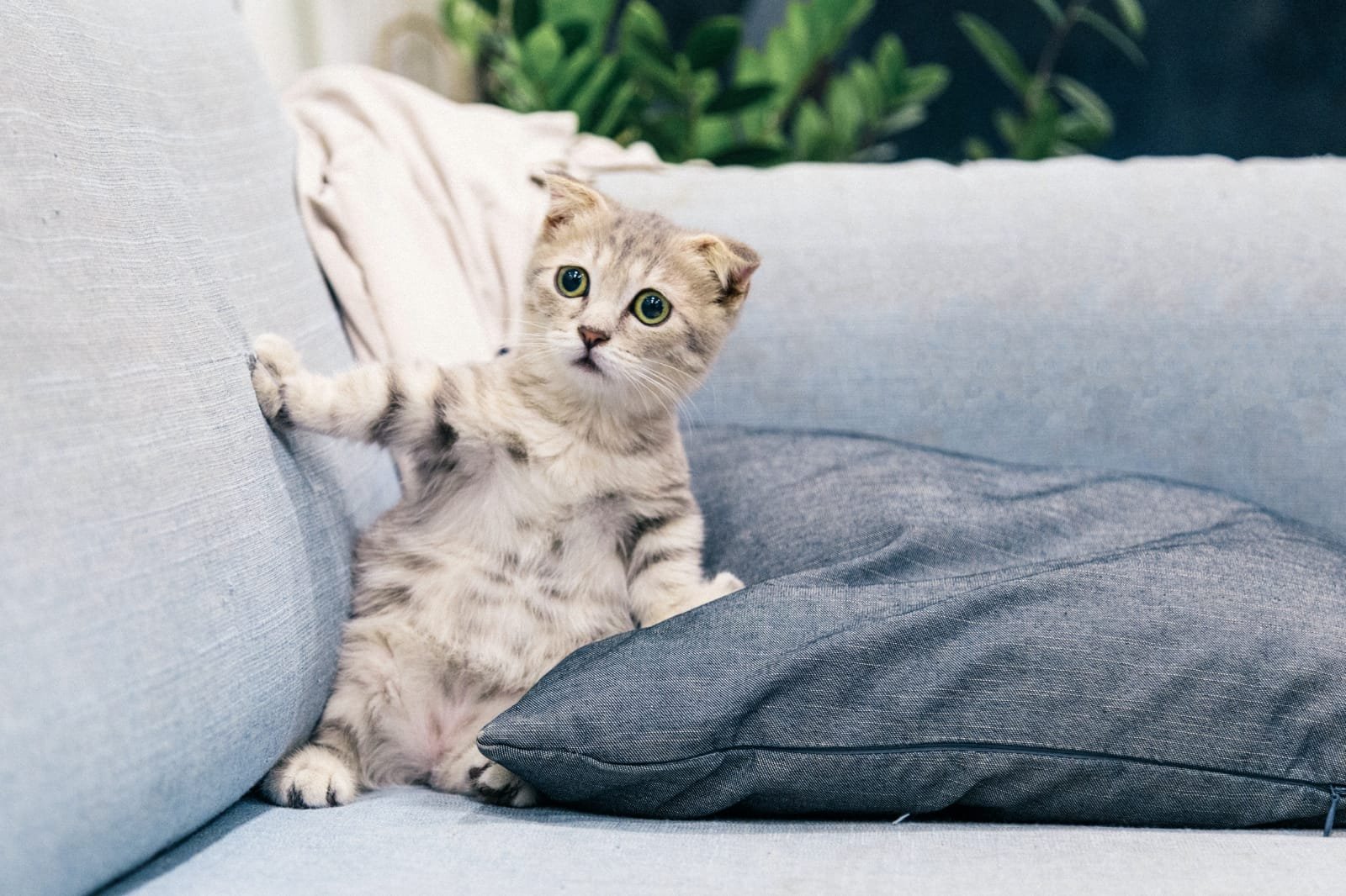 7 gorgeous cute cat breed