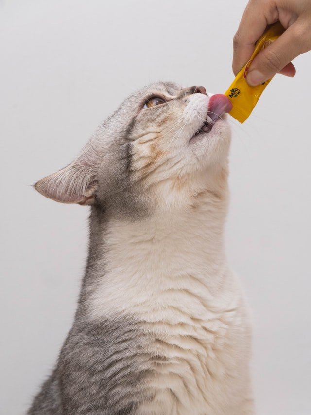 cat chewing plasctic