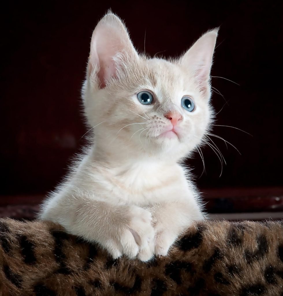 cat breeds with long noses