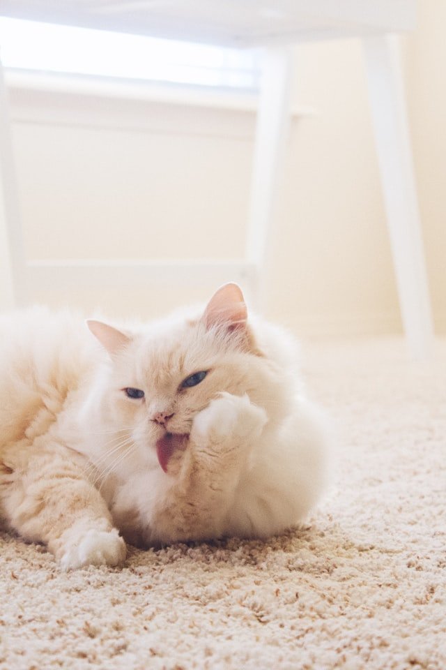 cat over grooming reasons