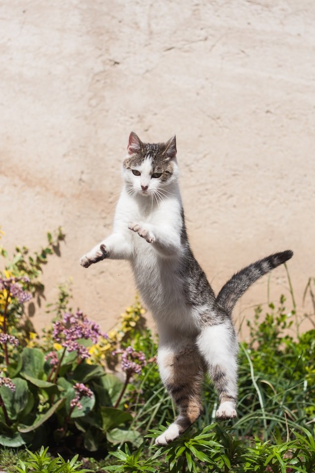 WHY DO CATS JUMP UP DOOR FRAMES?