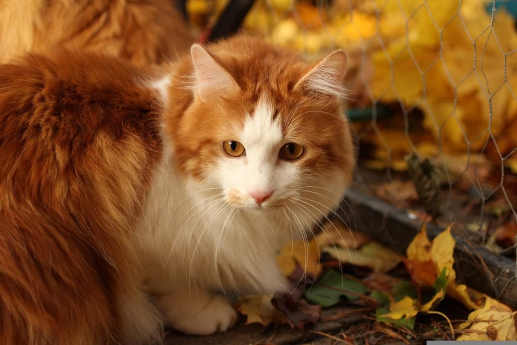 affectionate cat breeds