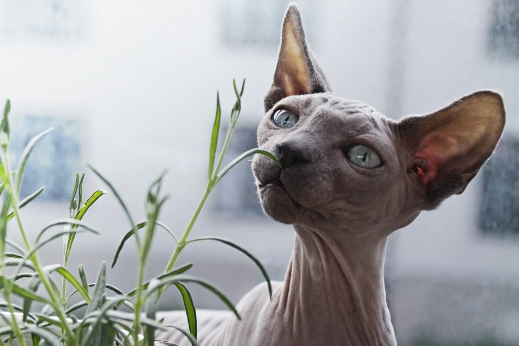 exotic rare cat breeds
