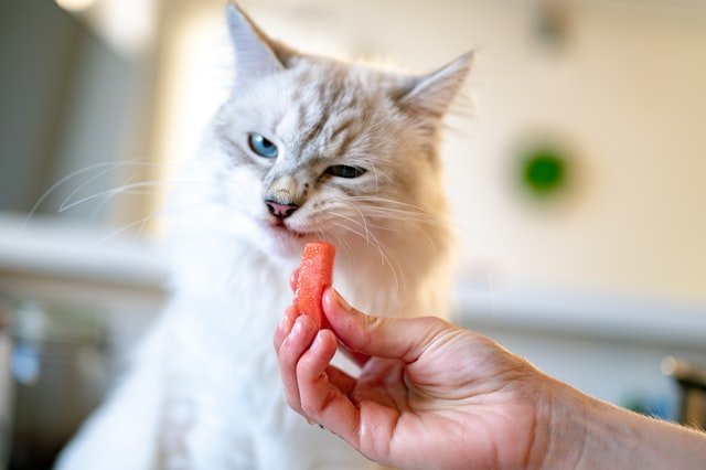 why do cats eat and chew plastic?
