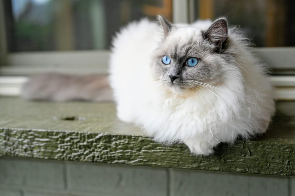 white fluffy cat breeds