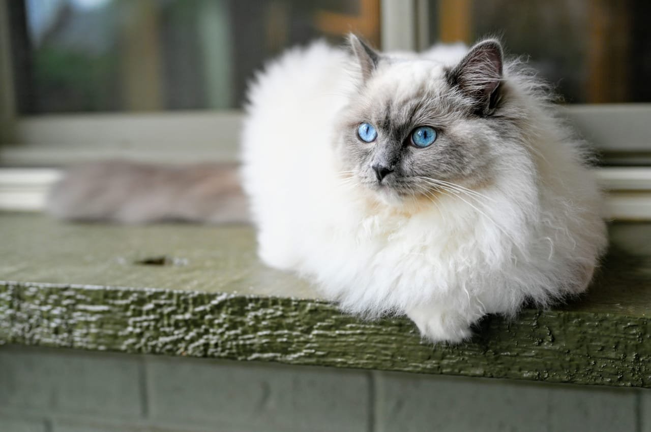 cat breeds with long noses