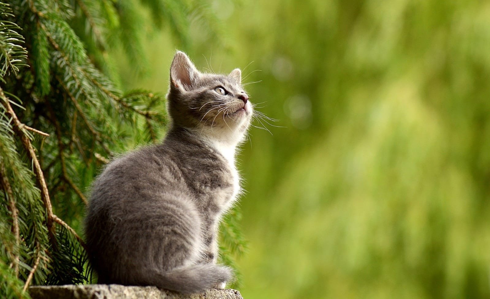 most affectionate cat breed