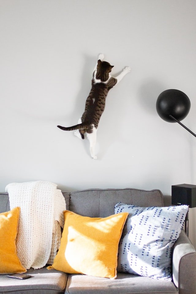 cat climbing in the wall