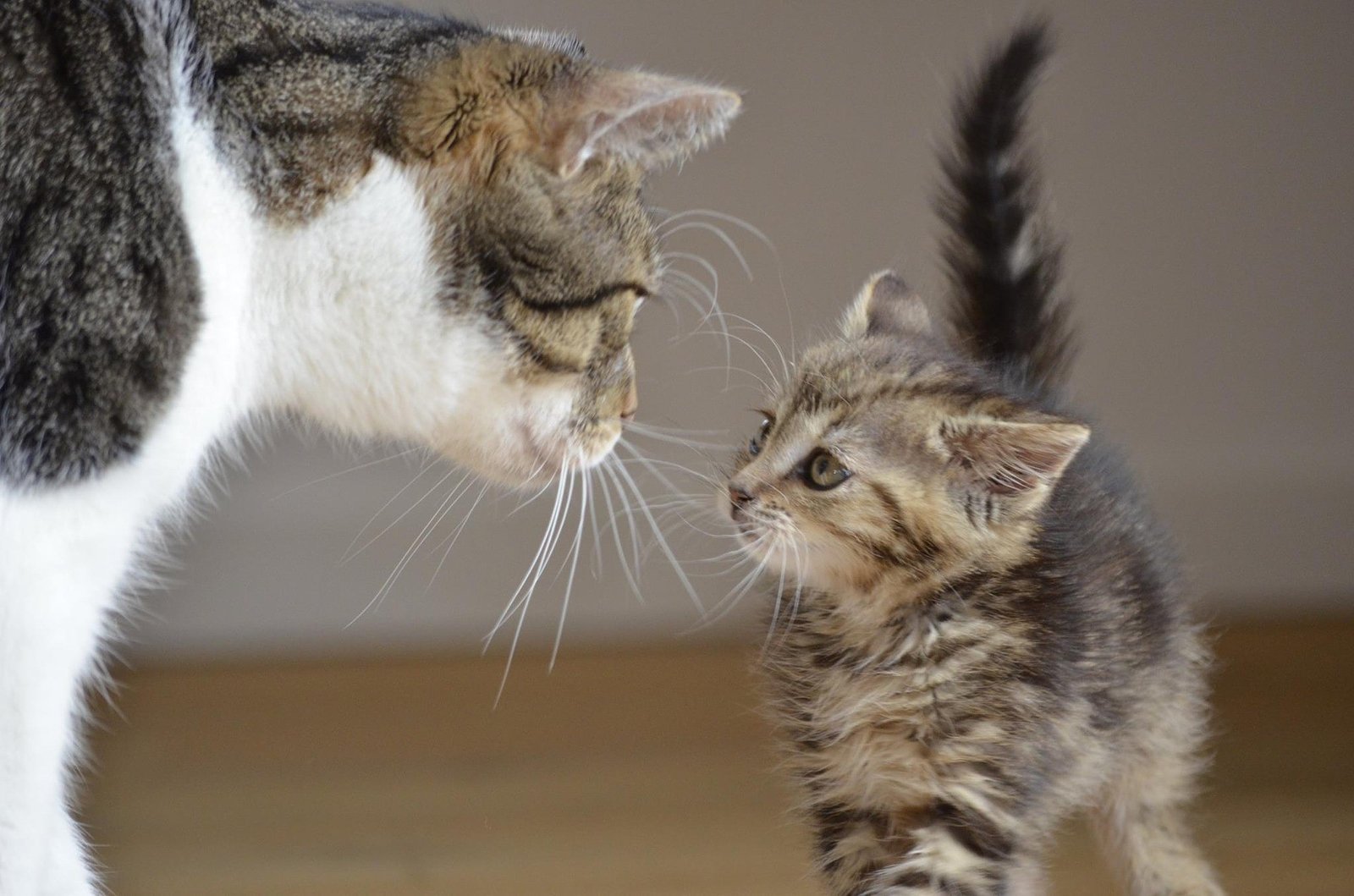 how do cat chnage with age